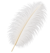 28-30 Inches Ostrich Feathers 12 Pieces