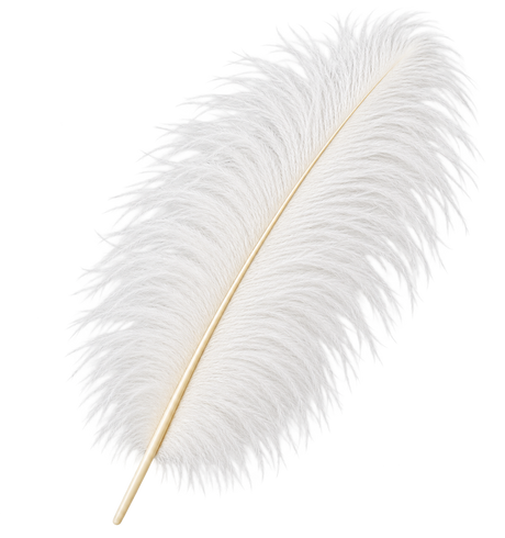 22-24 Inch Ostrich Feathers | 12 Pieces
