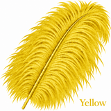 22-24 Inch Ostrich Feathers | 12 Pieces